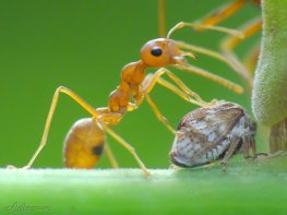 Bài thuốc chữa bệnh xương khớp với tổ kiến vàng