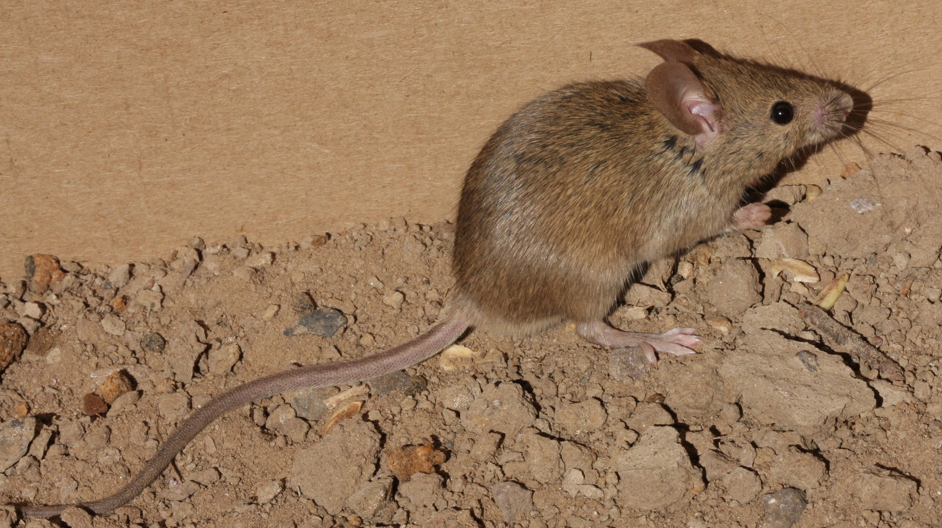 Chuột là một trong những nguyên nhân gây bệnh vàng da xuất huyết