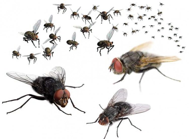 Một trong những nguyên nhân dẫn đến bệnh giun sán là do ruồi