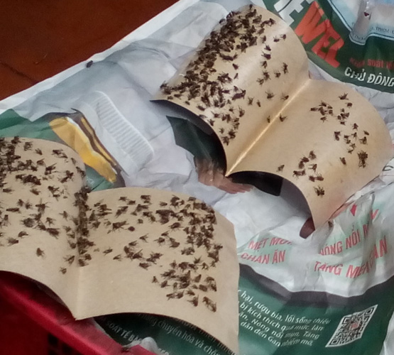 Nguyên nhân gây ra ngộc độc thức ăn