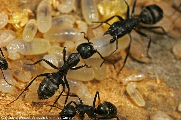 Một số loài kiến thường gặp ở nước ta