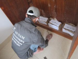 Cách diệt mối chúa an toàn, nhanh chóng, hiệu quả