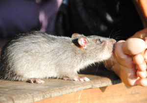 Chuột nhắt và những nguy hiểm mà chúng gây ra