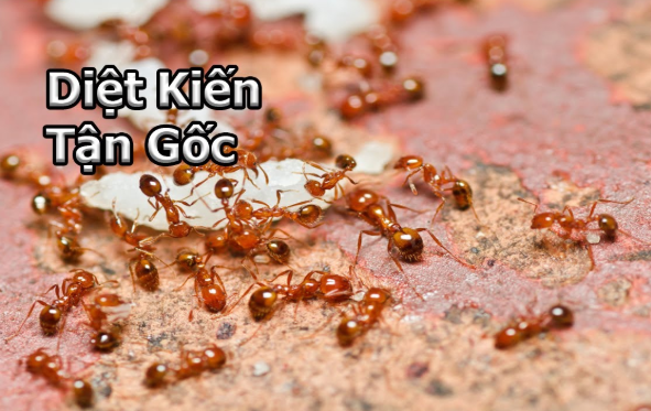 diet-kien-an-toan-hieu-qua-tai-nha