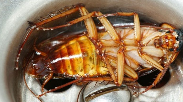 diet-gian-hieu-qua-nhat