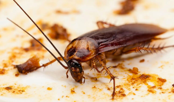 diet-gian-hieu-qua-nhat