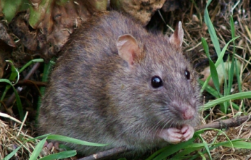 diet-chuot-pha-rau-hieu-qua