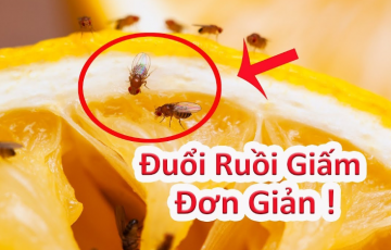 diet-ruoi-giam-trong-nha-ve-sinh-hieu-qua