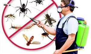 công ty diệt côn trùng tại quận Bắc Từ Liêm