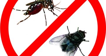 công ty diệt côn trùng tại quận Đống Đa