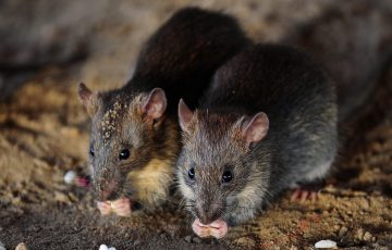 công ty diệt chuột tại Bắc Ninh