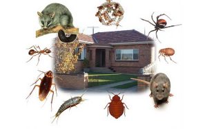 công ty diệt côn trùng tại Đồng Tháp