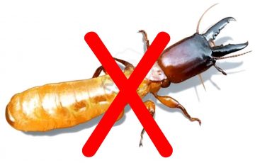 công ty diệt mối tại Điện Biên