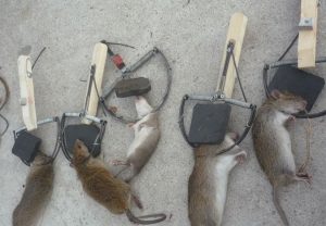Bẫy diệt chuột