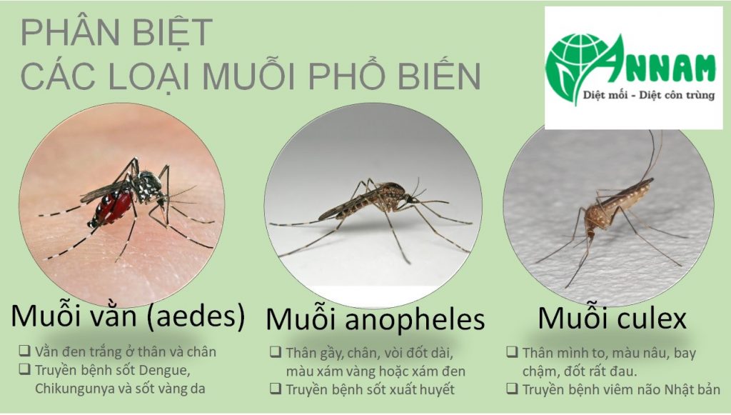 Các loài muỗi gây hại tại Việt Nam