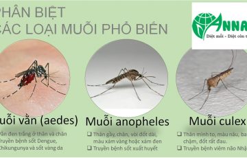 Các loài muỗi gây hại tại Việt Nam