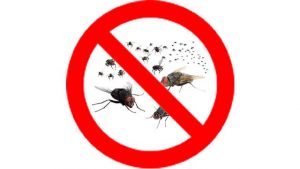 cách dùng thuốc diệt ruồi agita hiệu quả
