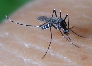 Muỗi Aedes aegypti - Muỗi vằn