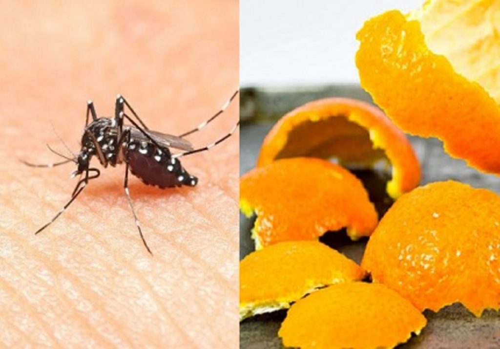 Cách diệt muỗi tận gốc bằng vỏ cam quýt