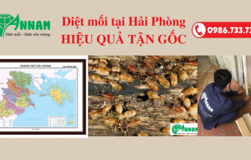 diệt mối hải phòng