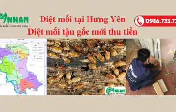 diệt mối tại Hưng Yên