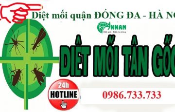 Diệt mối quận Đống Đa