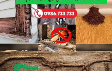 diệt mối quận thanh trì