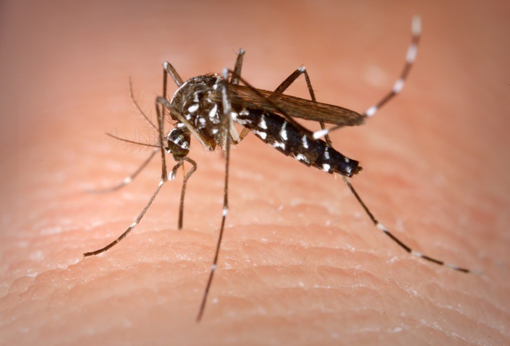muỗi cái Aedes Aegypti