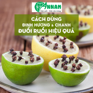 cách diệt ruồi giấm bằng đinh hương