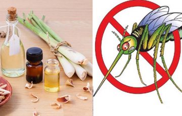 cách đuổi muỗi bằng sả