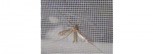 lưới chống muỗi