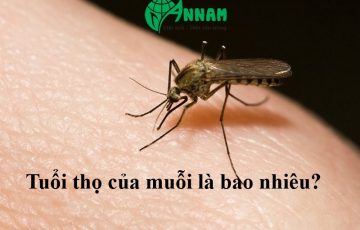 tuổi thọ của muỗi